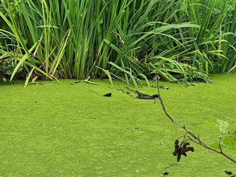 Jerking Away The Fat