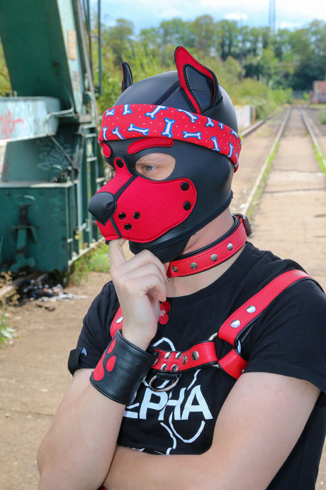 Skylar The Cute Puppy