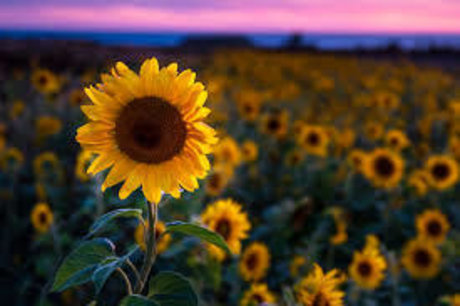 Sunflower Skies