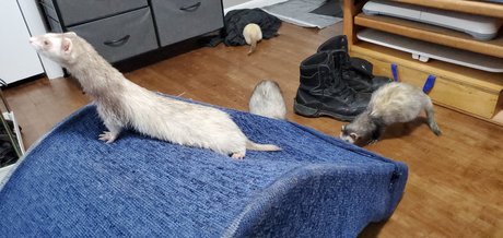 Ferret Fuzz Butts