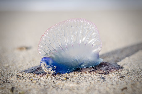 Greg Larro Photography