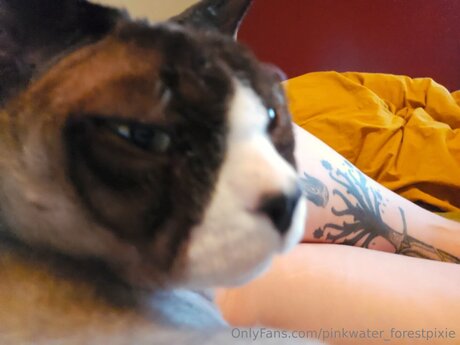 Pinkwater Forestpixie