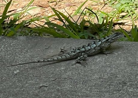 Brooklynspringvalley